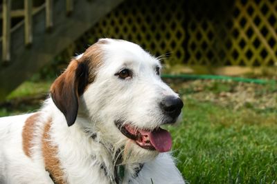 Close-up portrait of dog