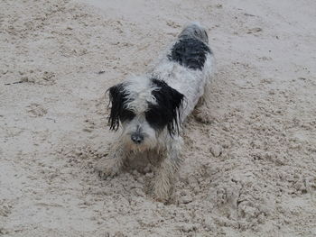 Close-up of dog on sand at beach