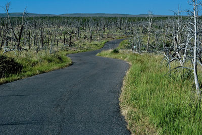 Dirt road passing through field