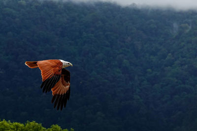 Brahminy kite eagle flying in langkawi malaysia