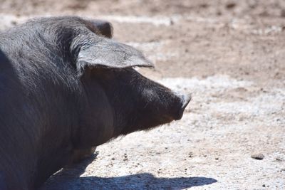 Close-up of pig at zoo