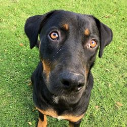 Close-up portrait of black dog