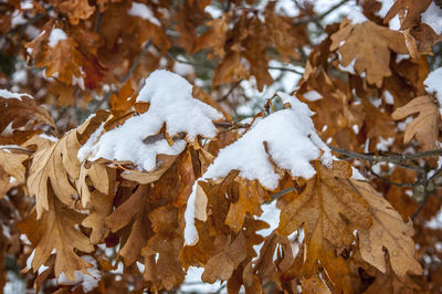 Close-up of frozen leaves during winter