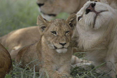 Portrait of a lion