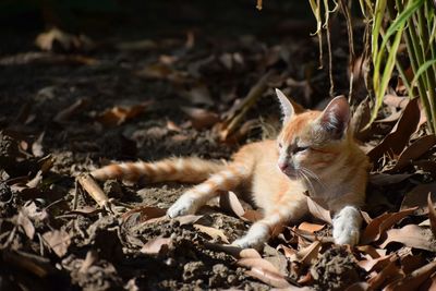 Portrait of cat