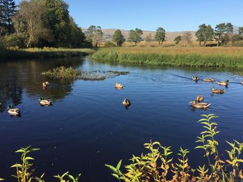 Ducks floating on lake