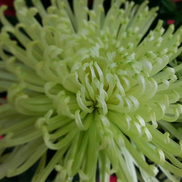 flower, freshness, growth, fragility, flower head, petal, beauty in nature, close-up, nature, plant, blooming, single flower, full frame, selective focus, green color, backgrounds, in bloom, botany, focus on foreground, natural pattern