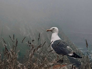 Seagull perching on a water