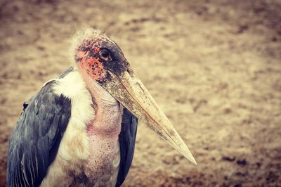 Close-up portrait of marabou stork