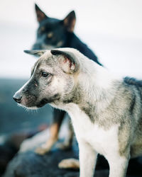 Close-up of dog looking away