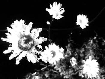 Close-up of white flowers