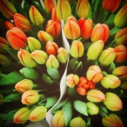 Full frame shot of flowering plants