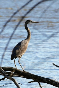 High angle view of gray heron perching on a lake