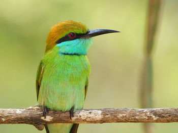 Close-up of bird perching on branch