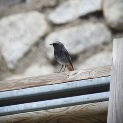 Close-up of bird perching on wood