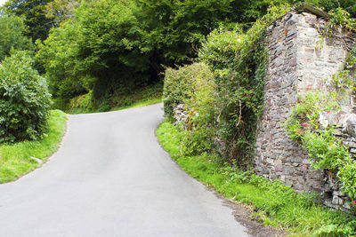 Road amidst trees