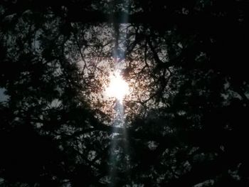 Close-up of trees against sky during sunset