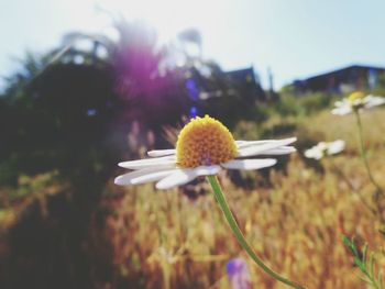 Close-up of yellow flower blooming in field