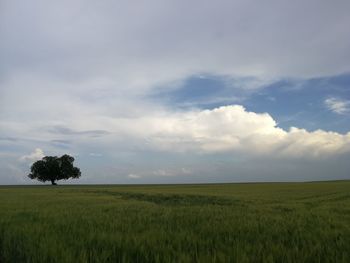 Scenic view of agricultural field against sky