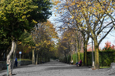 View of trees in park during autumn
