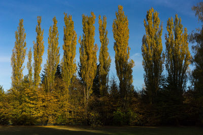 Low angle view of trees against clear sky