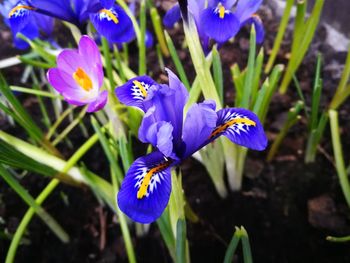 Close-up of purple iris blooming outdoors