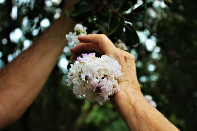 Close-up of hand holding rose flower