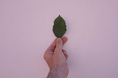 Cropped hand of man holding leaf against wall