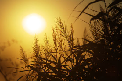 Close-up of silhouette plants against sunset