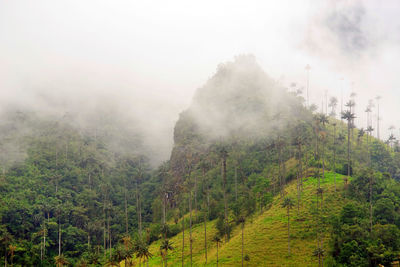 Scenic view of forest against sky