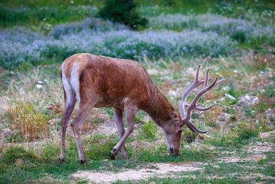 Deer grazing in a field