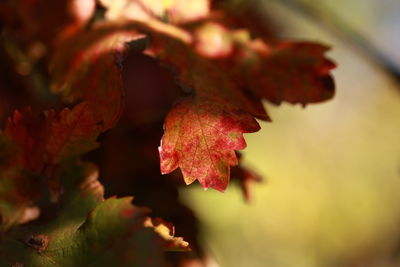 Close-up of dry leaves