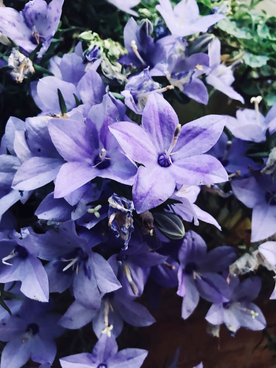 CLOSE-UP OF PURPLE FLOWERS ON PLANT