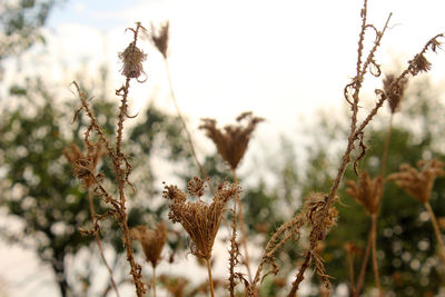 Close-up of dry plant on field