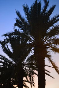 Low angle view of palm tree against clear sky