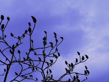 Low angle view of bare tree against blue sky