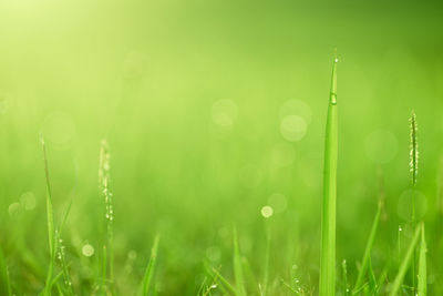 Close-up of grass against blurred background