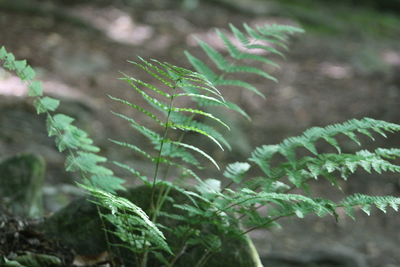 Close-up of fern growing on tree