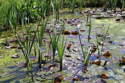 View of water lily in lake