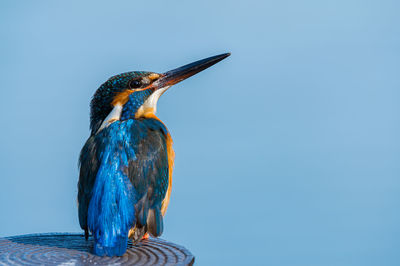 Bird perching on a blue sky