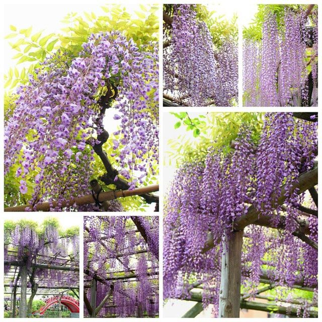 CLOSE-UP OF PURPLE FLOWERS