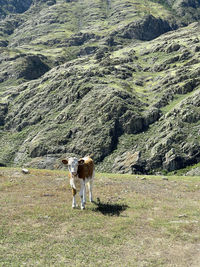 Cow grazing on field in altai mountains