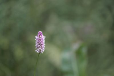 Close-up of pink flowering plant