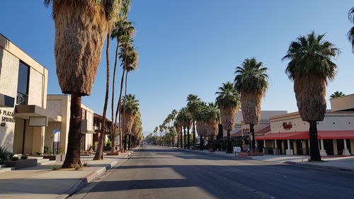 Road by palm trees and buildings against sky