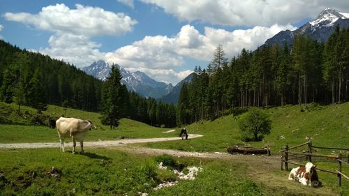 Cows grazing on landscape against mountains