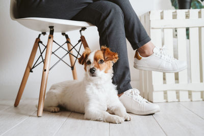 Young woman at home using mobile phone, cute small dog besides. work from home concept