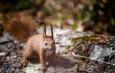 Close-up portrait of squirrel