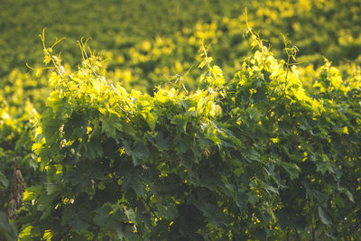 Yellow flowers growing in field