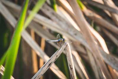 Close-up of insect on plant