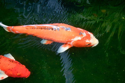 Fish swimming in a lake